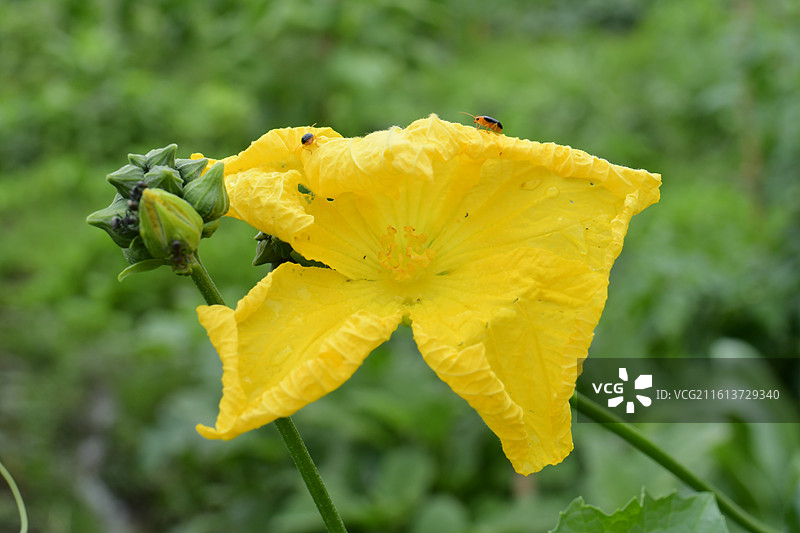 中国植物-Luffa aegyptiaca 丝瓜图片素材