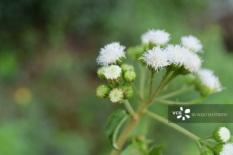 中国植物-Ageratum houstonianum 熊耳草图片素材