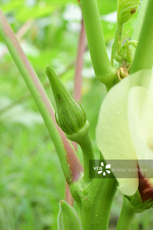 中国植物-Abelmoschus esculentus 咖啡黄葵-秋葵图片素材