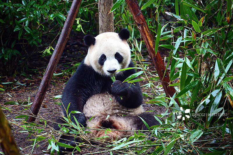 四川都江堰熊猫谷大熊猫特写图片素材