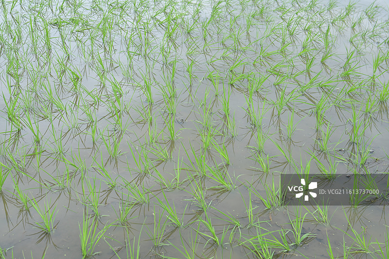 中国植物-Oryza sativa 稻图片素材