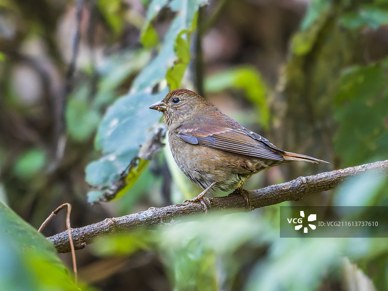 雌性赤朱雀图片素材