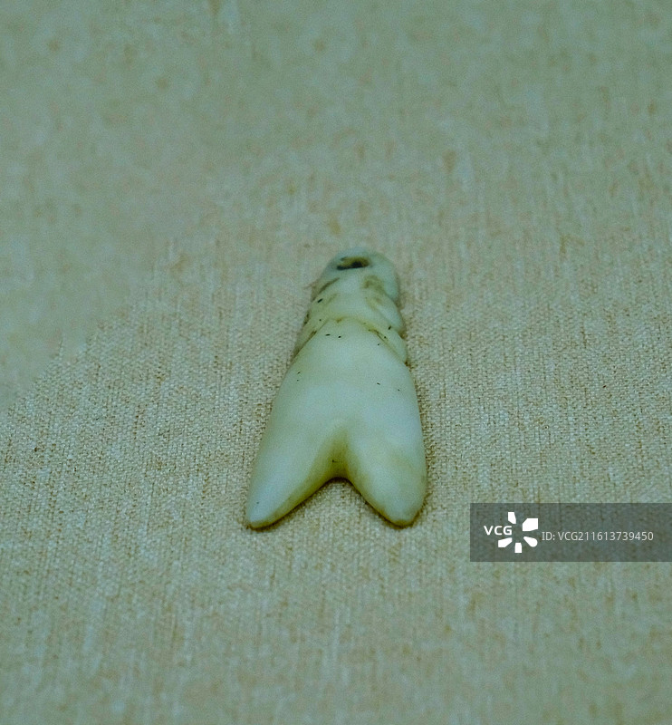 中国海南省三亚市三亚山海贝文化博物馆藏品 ，史前文明，砗磲制品， 砗磲礼器，祭祀用品，图片素材