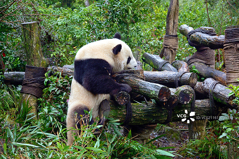 四川都江堰熊猫谷大熊猫特写图片素材