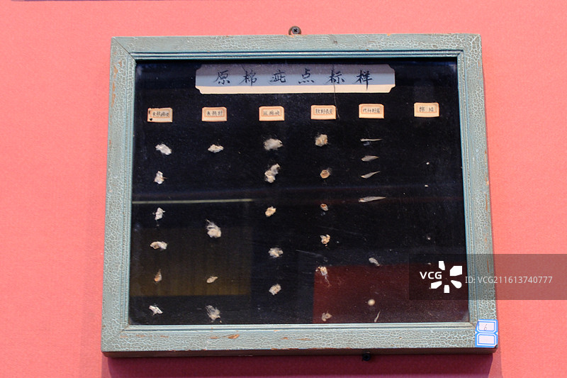 石家庄老棉纺厂棉花样本标本特写。棉籽棉花壳。织音1953展览图片素材