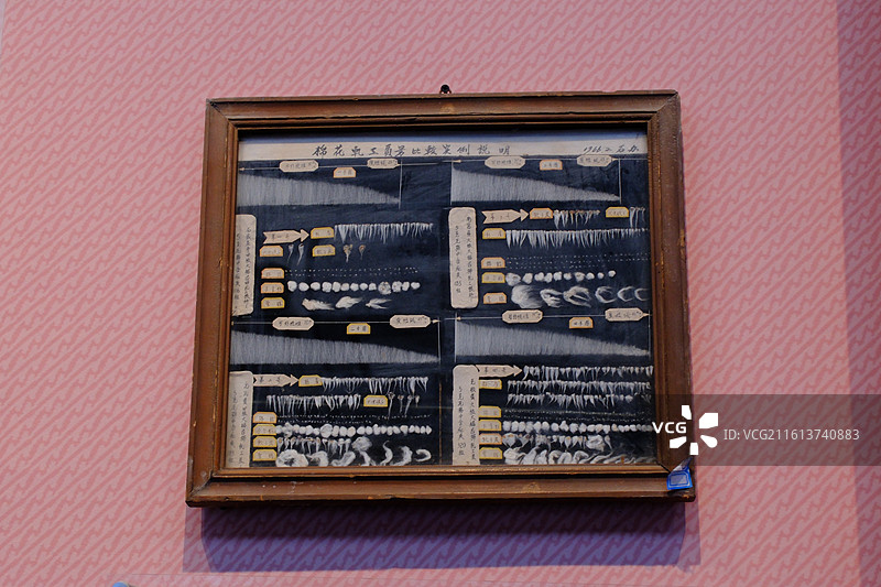 石家庄老棉纺厂棉花样本标本特写。棉籽棉花壳。织音1953展览图片素材