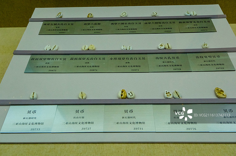 中国海南三亚市三亚山海贝博物馆藏品，历代贝币，商代贝币，春秋贝币，战国贝币，东周贝币，西周贝币图片素材