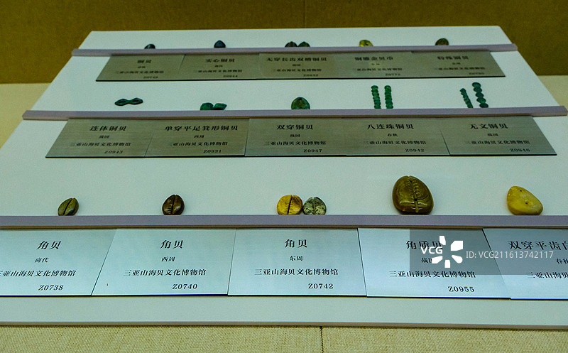中国海南三亚市三亚山海贝博物馆藏品，历代贝币，商代贝币，春秋贝币，战国贝币，东周贝币，西周贝币图片素材