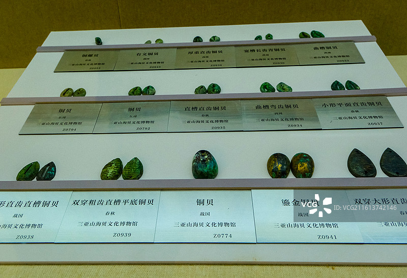 中国海南三亚市三亚山海贝博物馆藏品，历代贝币，商代贝币，春秋贝币，战国贝币，东周贝币，西周贝币图片素材