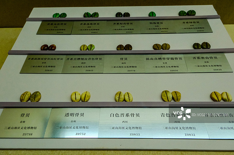中国海南三亚市三亚山海贝博物馆藏品，历代贝币，商代贝币，春秋贝币，战国贝币，东周贝币，西周贝币图片素材