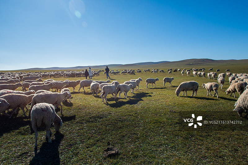 呼伦贝尔草原图片素材