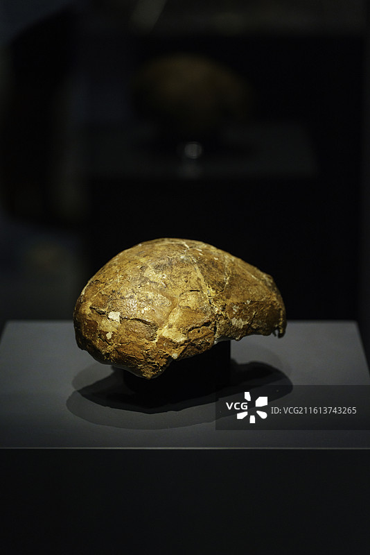 马来西亚古晋重要景点婆罗洲文化博物馆展览重要文物——远古人“尼亚夫人”的头骨化石图片素材