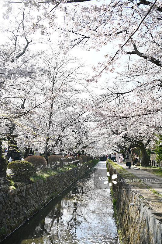 日本京都哲学之道樱花季图片素材