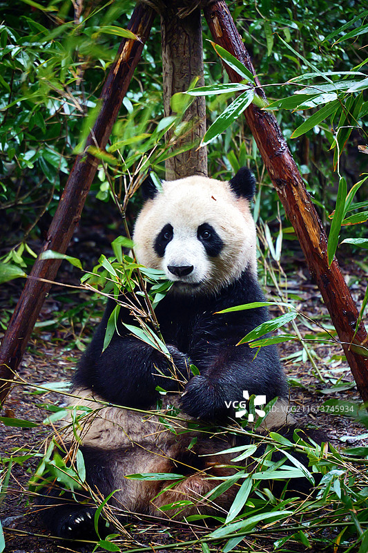 四川都江堰熊猫谷大熊猫特写图片素材