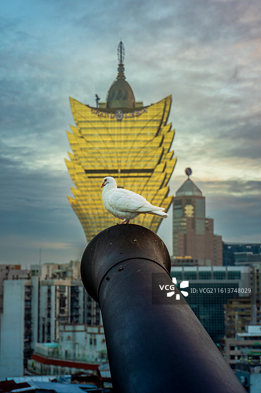 澳门新葡京酒店背景下的和平鸽图片素材