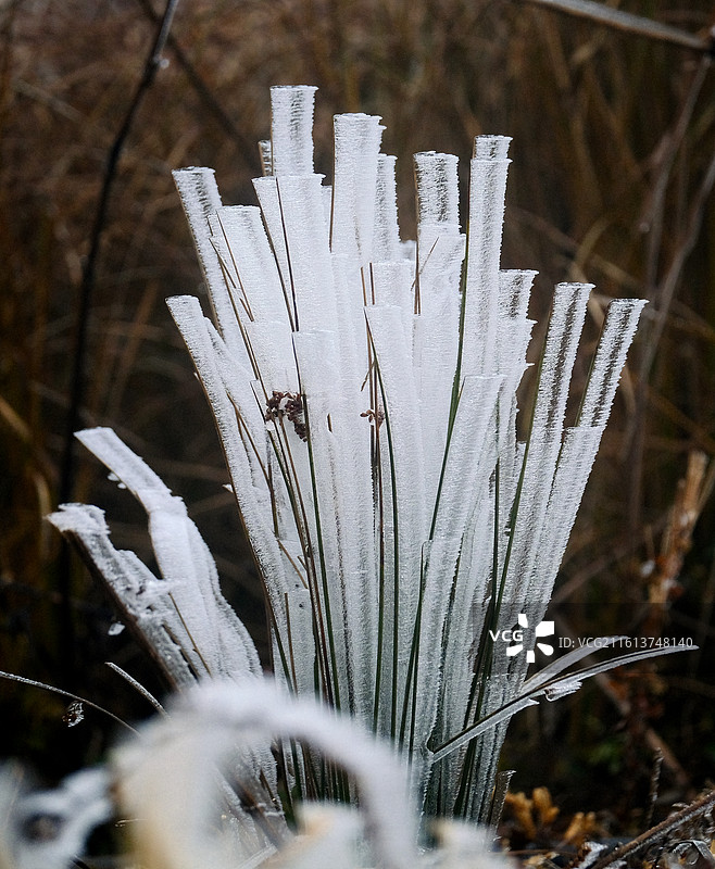 云南昭通大山包冬天高原严寒冰雪枯草雾凇特写图片素材