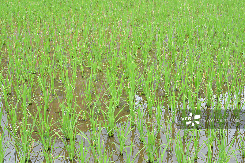 中国植物-Oryza sativa 稻图片素材