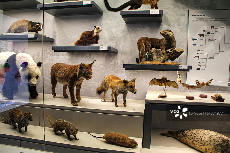 动物标本,四川大学博物馆图片素材