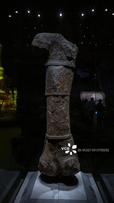 查干诺尔龙股骨，早白垩世，产地为内蒙古锡林郭勒盟查干诺尔，内蒙古博物院收藏图片素材