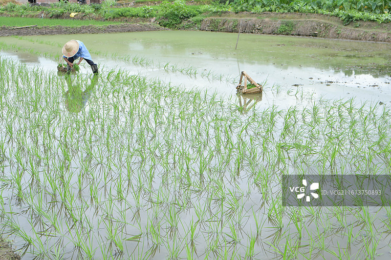 中国植物-Oryza sativa 稻图片素材