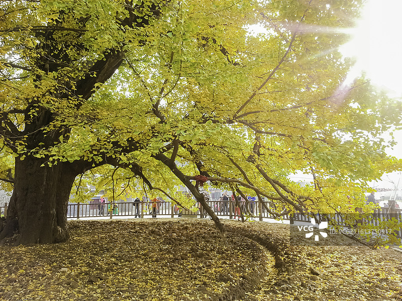 湖北孝感：安陆县“寿比南山”“银杏王” ，3500余年树龄，树围需6人合抱图片素材