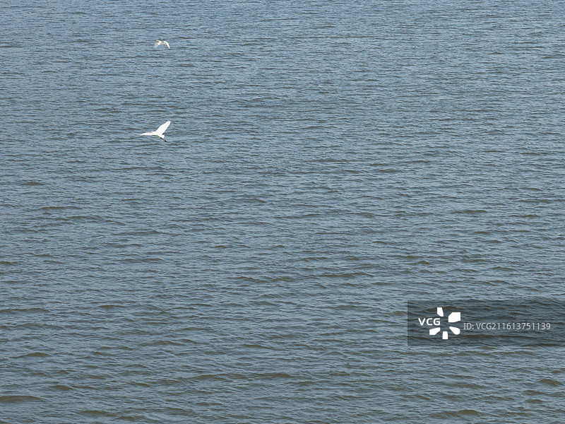 冬天大风周口沙颍河与白鹭飞翔特写镜头图片素材