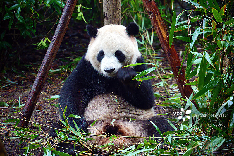 四川都江堰熊猫谷大熊猫特写图片素材