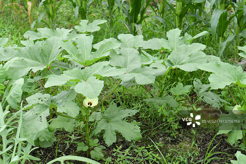 中国植物-Abelmoschus esculentus 咖啡黄葵-秋葵图片素材