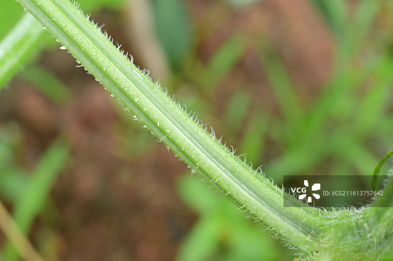 中国植物-Cucumis sativus 黄瓜图片素材
