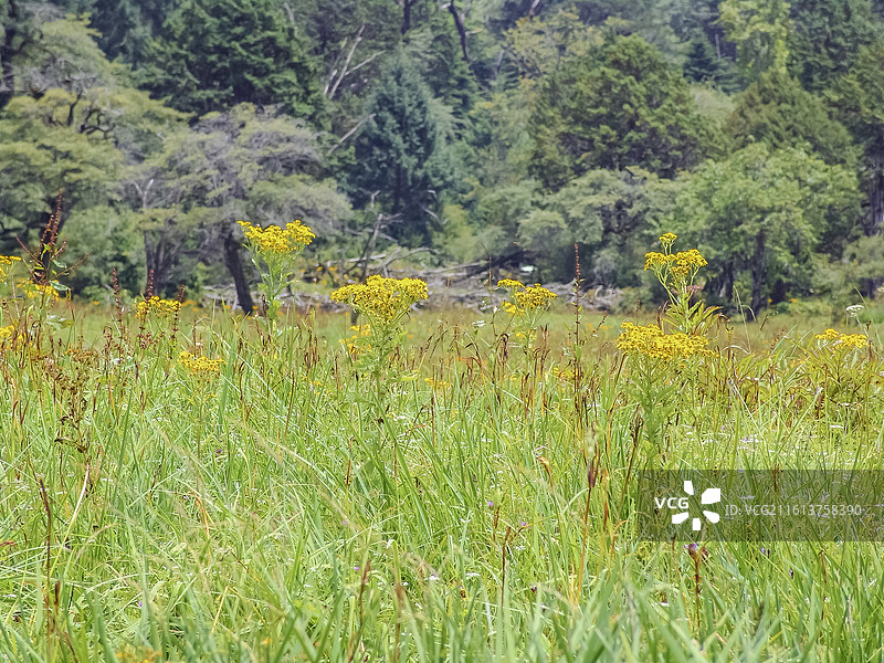 西藏林芝扎贡沟原始森林：马，白色牦牛，藏香猪，野花，黑色牦牛，怪树图片素材
