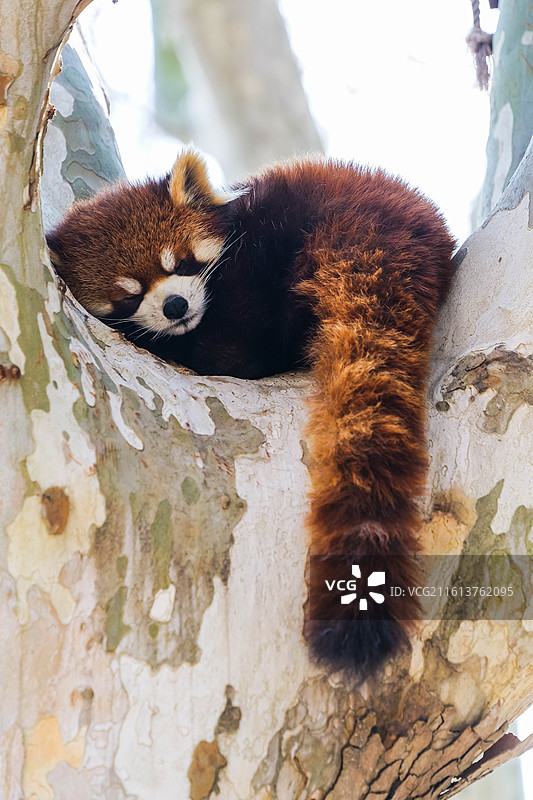 在树杈上进入梦乡的小熊猫图片素材