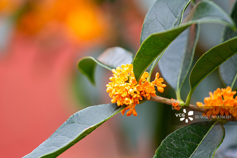 太庙红墙前丹桂桂花飘香图片素材