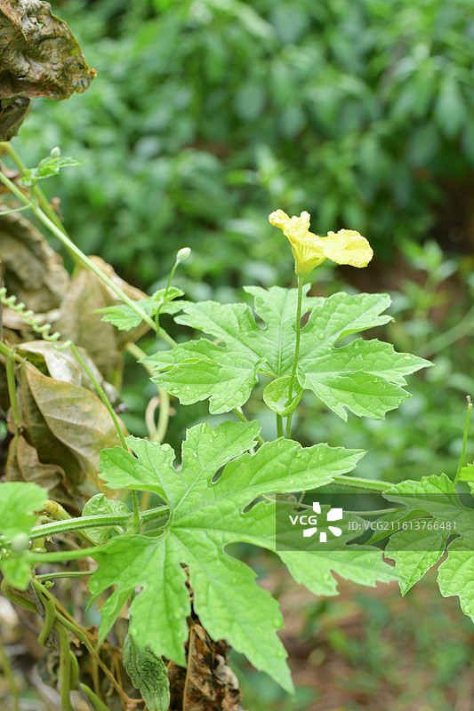中国植物-Momordica charantia 苦瓜图片素材