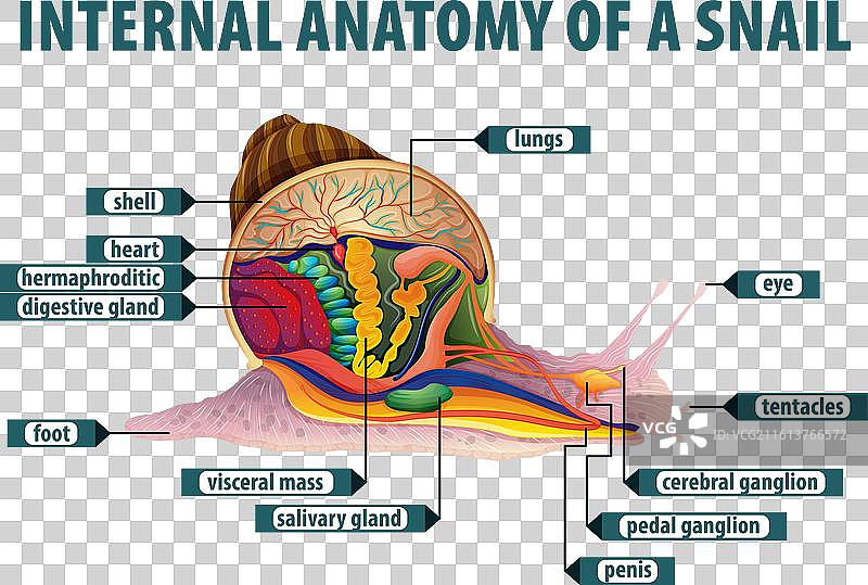 蜗牛内部器官的详细图解图片素材