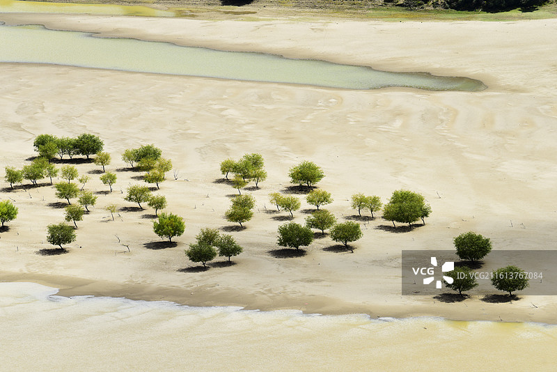 河滩的树图片素材