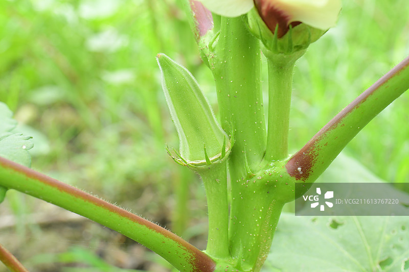 中国植物-Abelmoschus esculentus 咖啡黄葵-秋葵图片素材