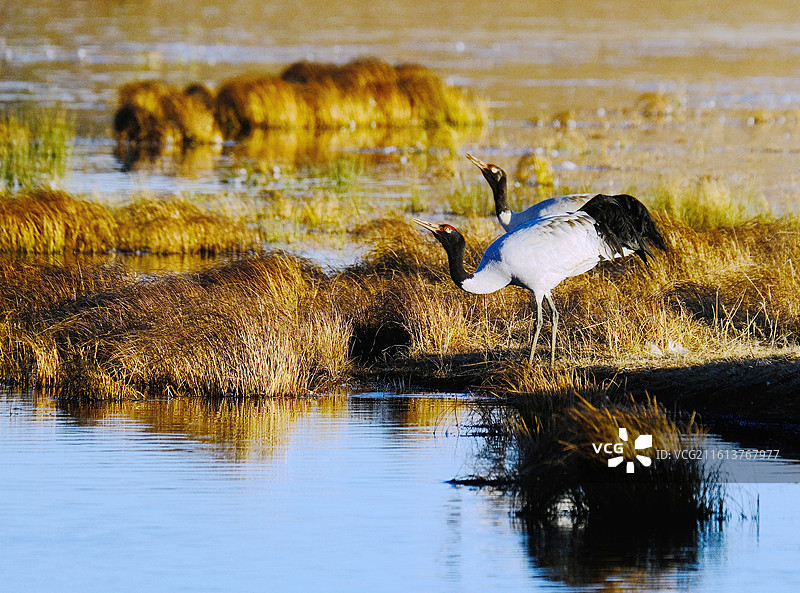 云南昭通大山包冬天高原水面沼泽珍稀野生鸟类黑颈鹤图片素材