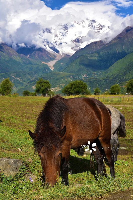 雪山下的马图片素材