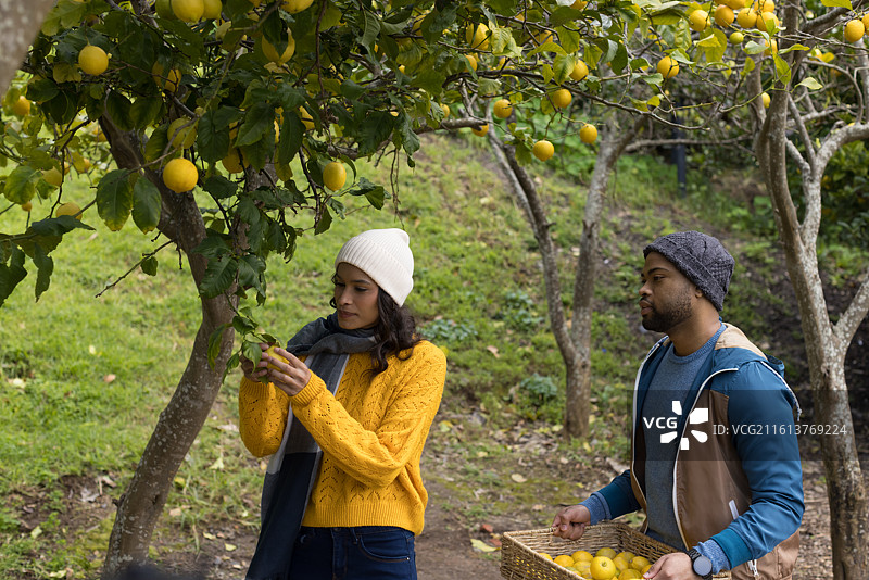 一群来自不同族裔的朋友们，手提着柳条篮，在长满青草的山坡果园里，一同查看成熟的柠檬。图片素材
