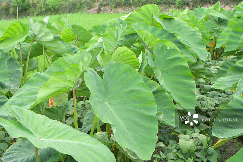 中国植物-Colocasia esculenta 芋图片素材