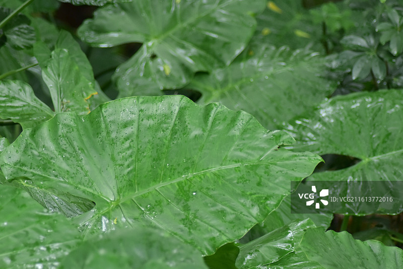 中国园林植物-Alocasia odora 海芋图片素材