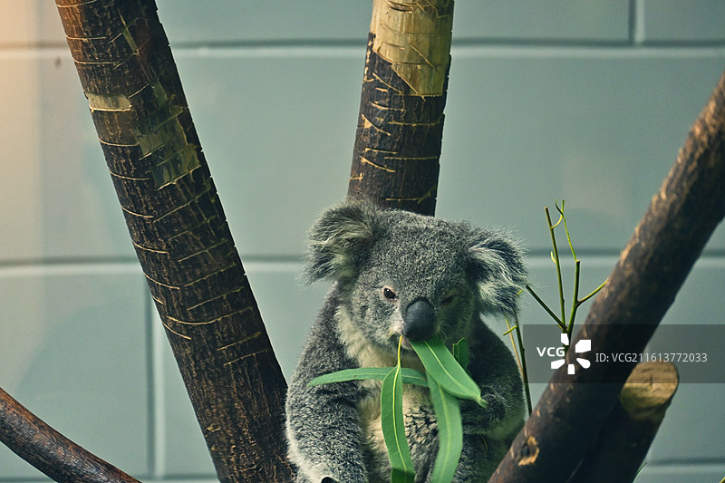 红山森林动物园的考拉图片素材