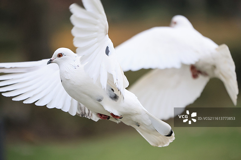 上海人民广场和平鸽广场鸽鵅子白鸽子飞翔特写图片素材
