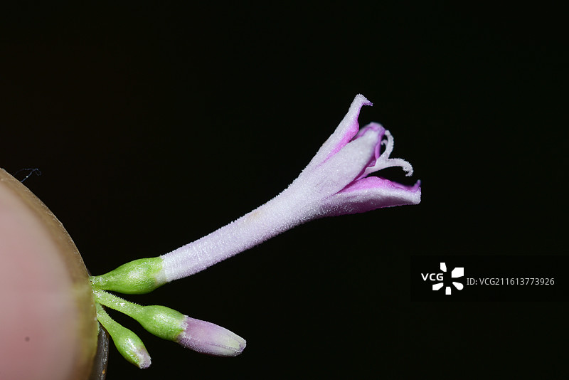 中国植物-Leptodermis oblonga 薄皮木图片素材