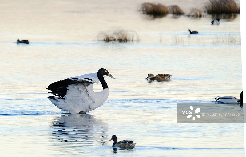 云南昭通大山包冬天高原水面沼泽珍稀野生鸟类黑颈鹤图片素材