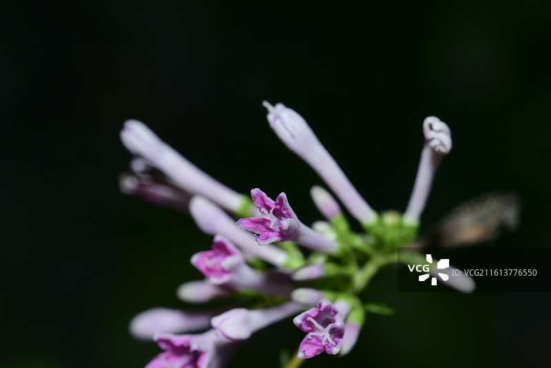 中国植物-Leptodermis oblonga 薄皮木图片素材