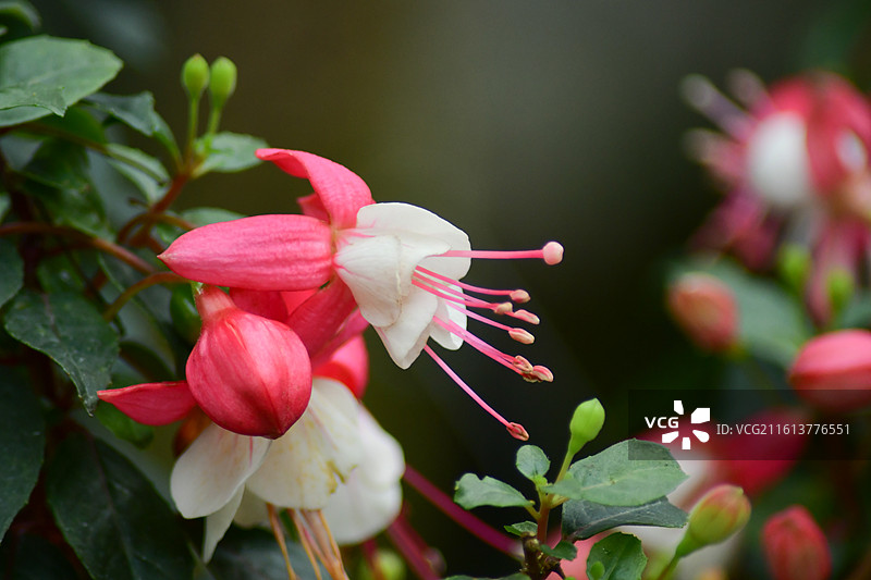 中国珍稀植物-Fuchsia hybrida 倒挂金钟图片素材