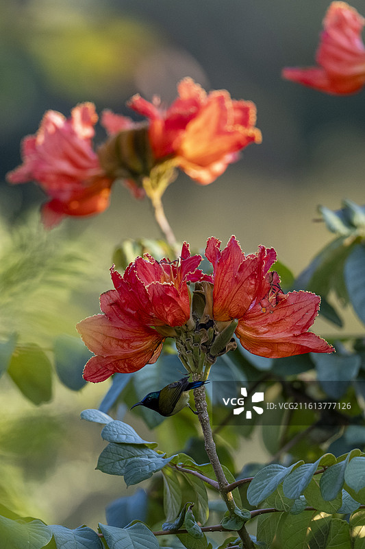 火焰花上的太阳鸟图片素材