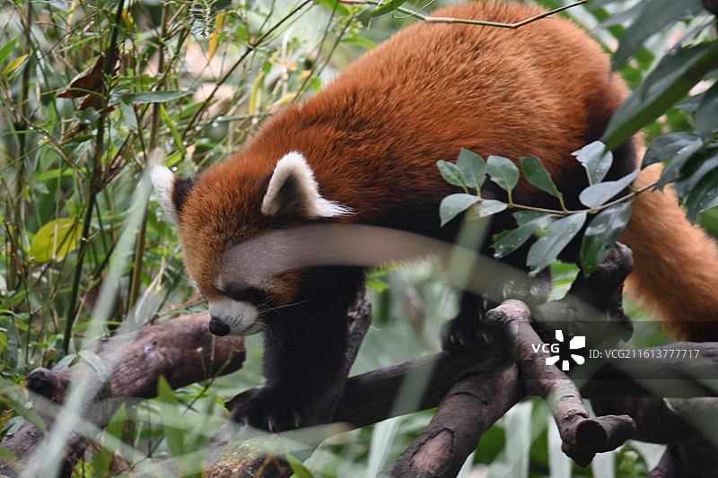 红山森林动物园的小熊猫图片素材