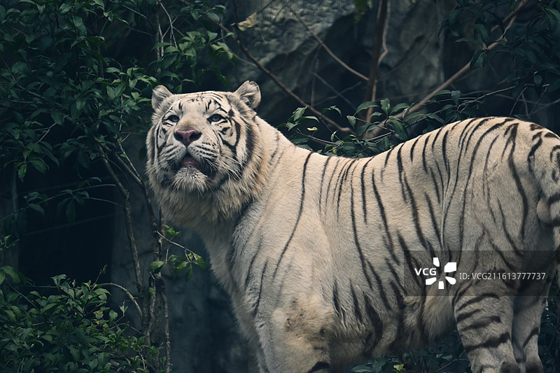 红山森林动物园孟加拉虎-白虎-吃肉巡逻图片素材